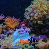 Blue Marine Aquarium