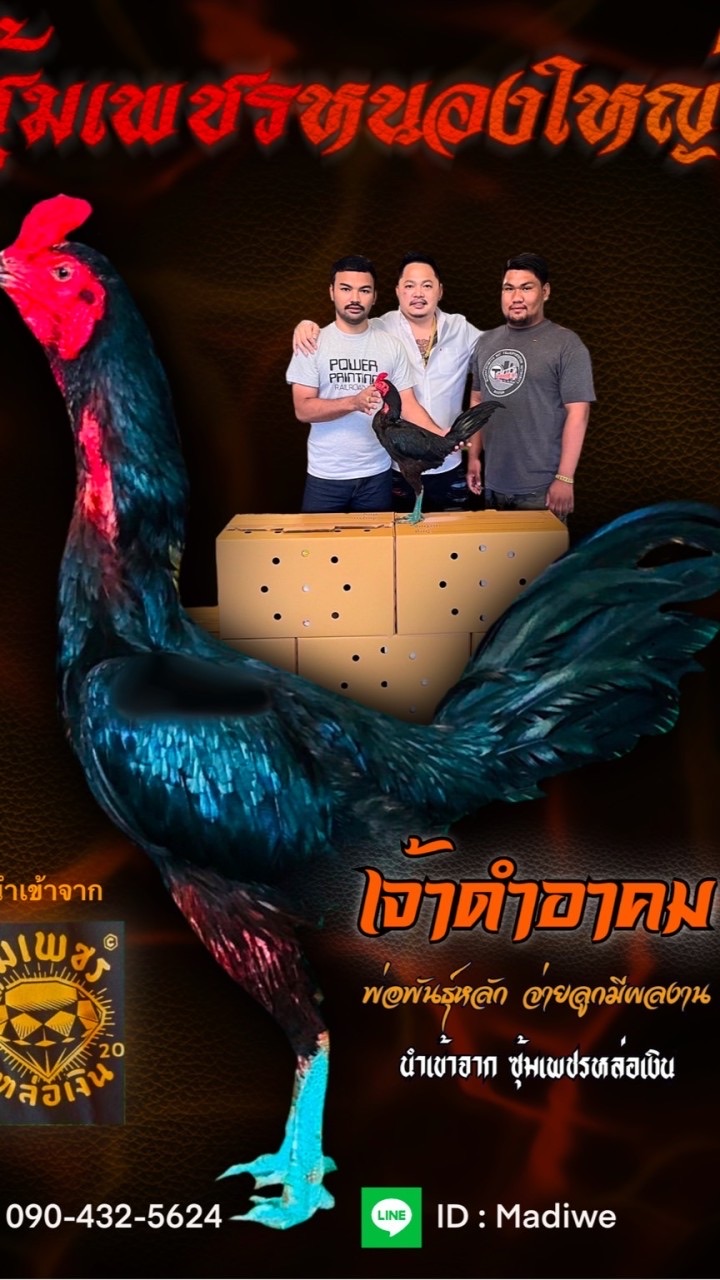 ลูกไก่สายเลือด โกวเซ้ม & เพชรหล่อเงิน 100✅