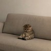 傳說 掛睡 群聊