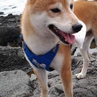 誰可以借我們博美狗狗