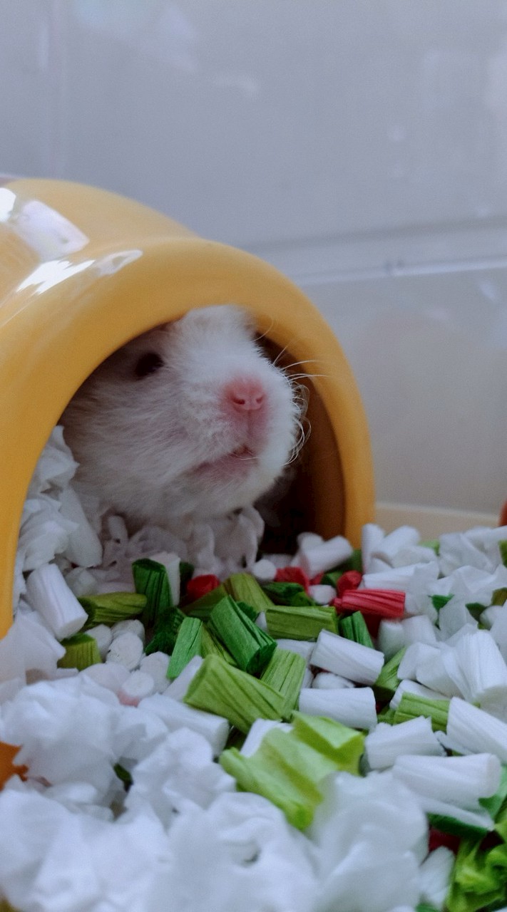 胖胖熊｡.ﾟ⁠ㄟﾟ⁠.｡⁠鋪