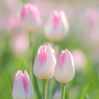 今度生まれ変わったら🌷50、60、70代〜雑談しましょ！