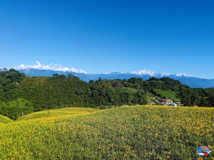 2023赤柯山金針花海必拍推薦8大景點 @Ya!Travel 野旅行新聞網