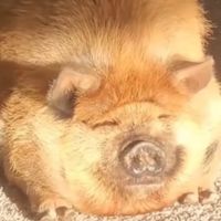 料理・食事の雑談部屋