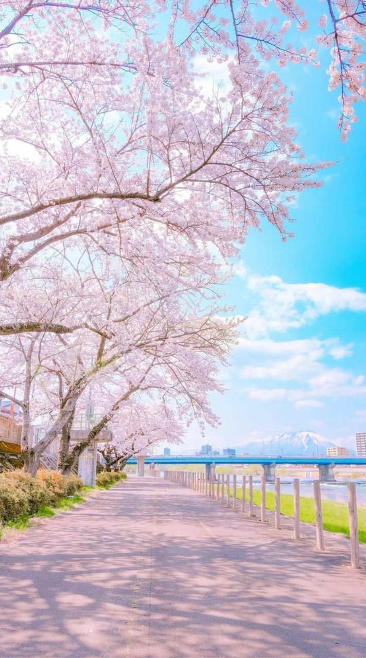 芸能人と恋ᰔᩚ
