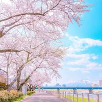 芸能人と恋ᰔᩚ