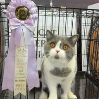 不二貓舍「寵物週邊代購區」