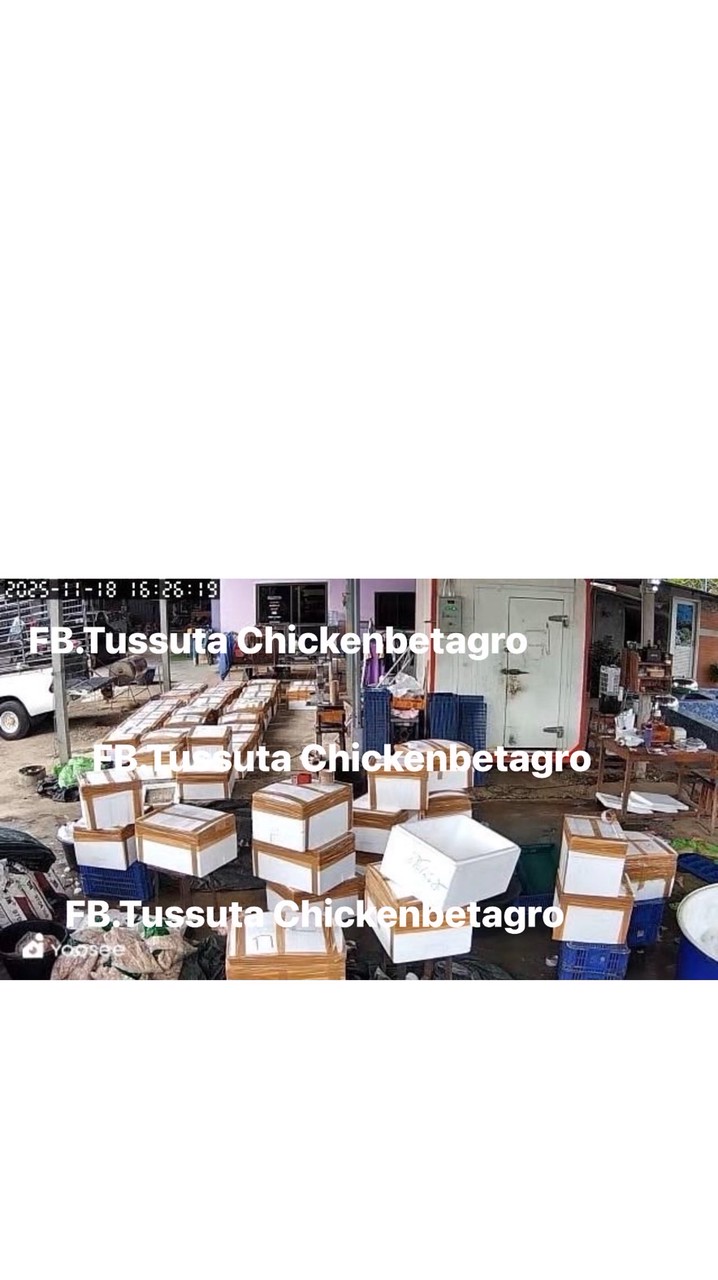 GG ชิ้นส่วนหมูเบทาโกรและชิ้นไก่สด-ฟรีส