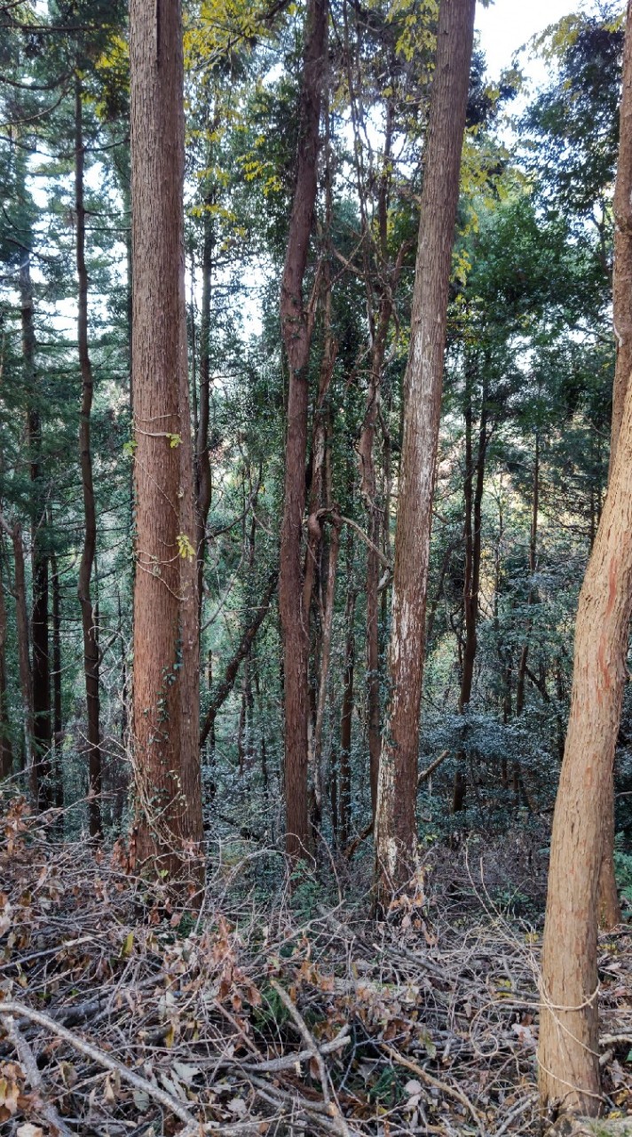 碧山小学校オンライン授業