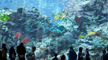 日本八景島海島樂園 海外首站「Xpark水族館」插旗桃園