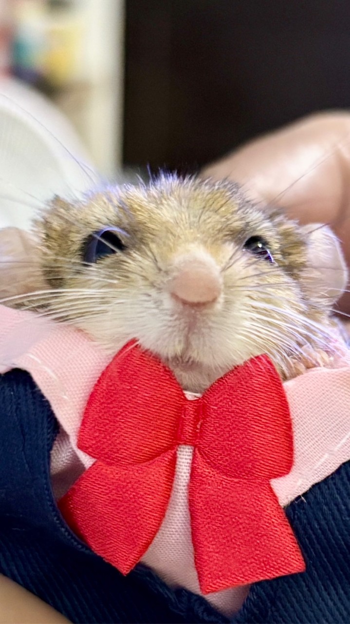鼠勾以捏🐭 倉鼠用品、零食、分裝、飼養交流會