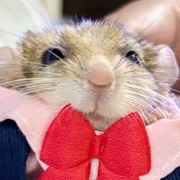 鼠勾以捏🐭 倉鼠用品、零食、分裝、飼養交流會