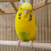 インコが好きな学生さん！