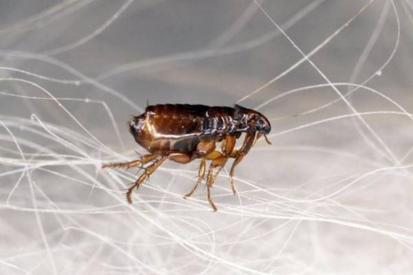 5 Fakta Kutu Hewan Menyebalkan Tapi Sekaligus Menakjubkan
