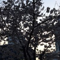 兵庫県立伊丹高等学校65th