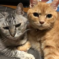 自由気ままな雑談部屋kosikita