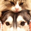 🐶わんちゃん🐱ねこちゃん〚犬＆猫〛大好き♡可愛さ🐕癒し🐈自慢🐕‍🦺フォト🐈‍⬛お喋り大好き🎙️ライブトー🐶🐱