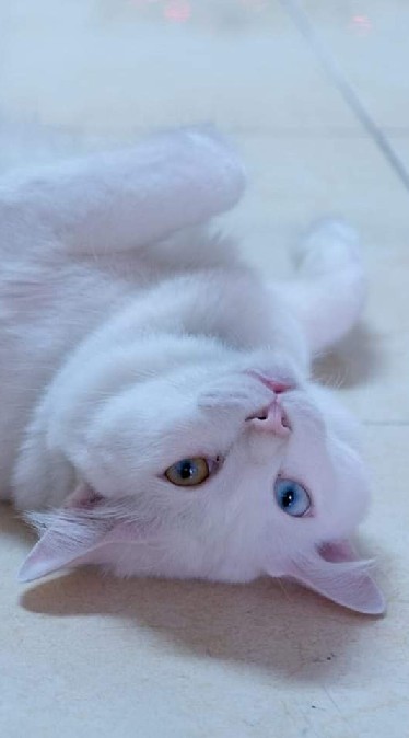 คนเลี้ยงแมว