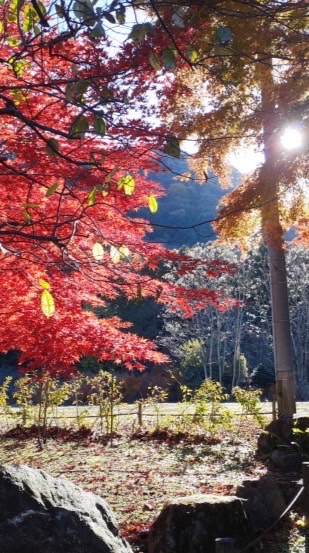 関東御朱印巡り【神社仏閣好き】(雑談多め、ダジャレあり)