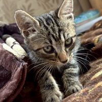 保護猫・犬の里親探しチャット