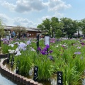 実際訪問したユーザーが直接撮影して投稿した堀切庭園堀切菖蒲園の写真