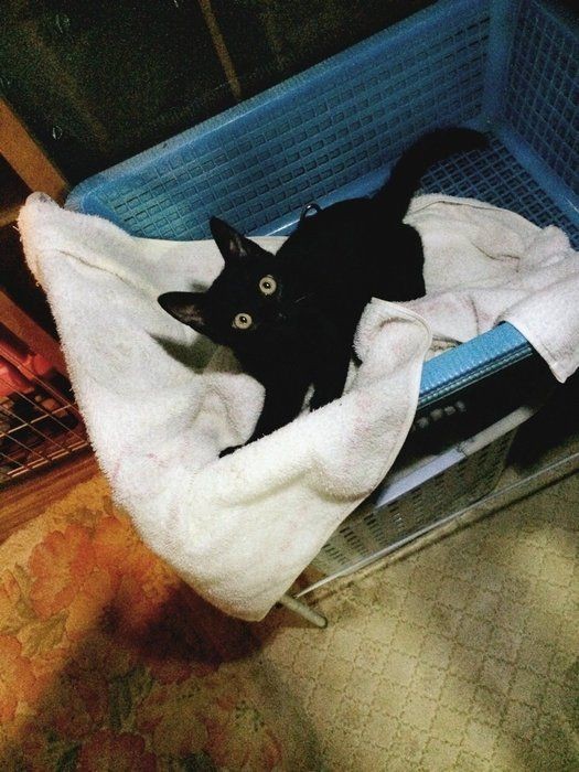 黒猫「天」を迎えた日。柴犬ももの待つ家路を急いでu2026