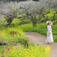 1/18南投信義鄉追梅花，輕輕鬆鬆遊刃有餘