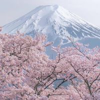 12/28-1/20日本代購