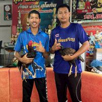 ชื่นสุวรรณ์ ฟาร์ม สุโขทัย ป่าก๋อยสายเลือด จ.ยิ่งเจริญ