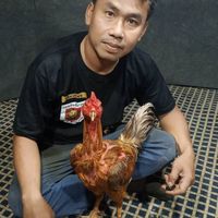 แนวทางทีเด็ดไก่ชน