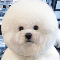Bichon Frise Thailand