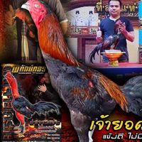 ก.มังกรทอง ฟาร์ม  ก๋อยง่อน  พัฒนา  สายเลือดเงินล้าน
