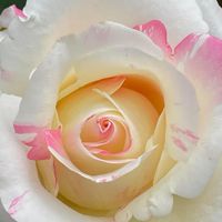 Sherry Aroma雪莉的芳香療癒工作室