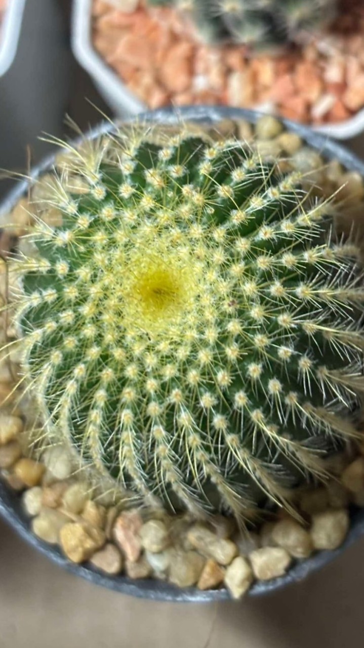 สั่งซื้อ,สอบถาม ร้าน I lovecactus
