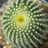 สั่งซื้อ,สอบถาม ร้าน I lovecactus