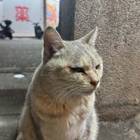 砲三連時代