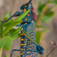 毒生物・危険生物好きな人情報交換しましょ。