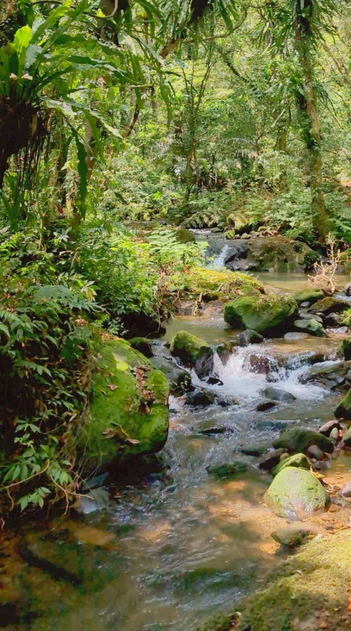 ［✳️有時候不想一個人✳️ ］爬郊山\縱走\健行\郊遊\運動\散心\美景\賞花\網美照\休閒單車\出乃玩