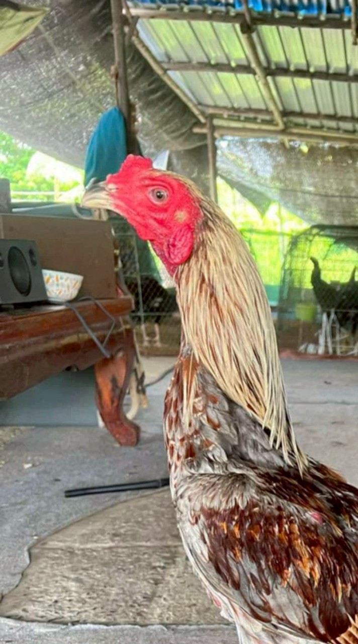 🇲🇲ไก่ชน🐓บ้านจ่าโจ