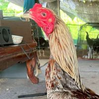 🇲🇲ไก่ชน🐓บ้านจ่าโจ