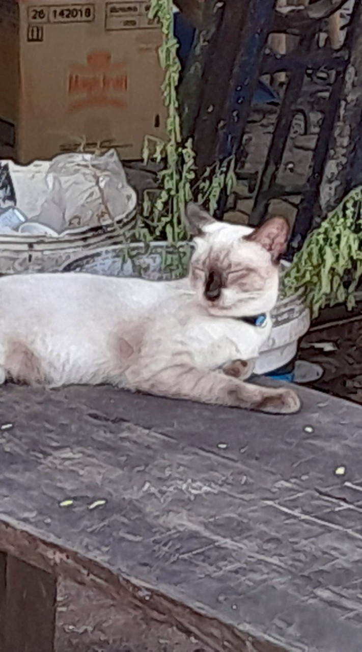 น้องเอ๋ยน้องจ๋า
