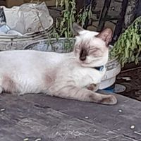น้องเอ๋ยน้องจ๋า