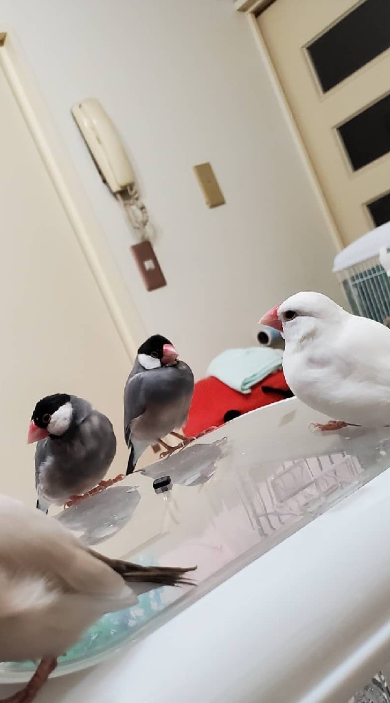 文鳥ミーティング🐦️