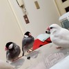 文鳥ミーティング🐦️