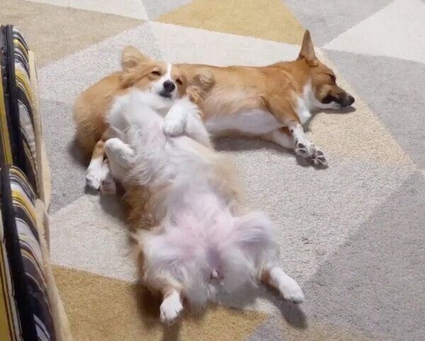 犬の 足クロス にはどんな意味がある