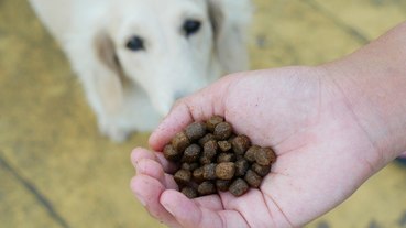 《豆皮妹寵物飼料篇》BESTBREED貝斯比 全齡犬無穀水牛肉+蔬果配方。美國WDJ推薦狗飼料︱影片