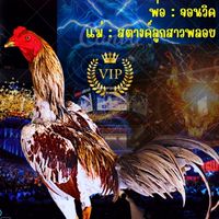 ครูป๊อป พม่าเหล่าโกวเซ้มฟาร์ม