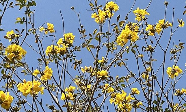 南寧街一整排的黃花風鈴木綻開黃花，與藍天相對映。（記者陳治交攝）