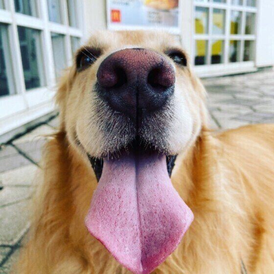 花粉 食べ物 犬のアレルギー検査でわかること