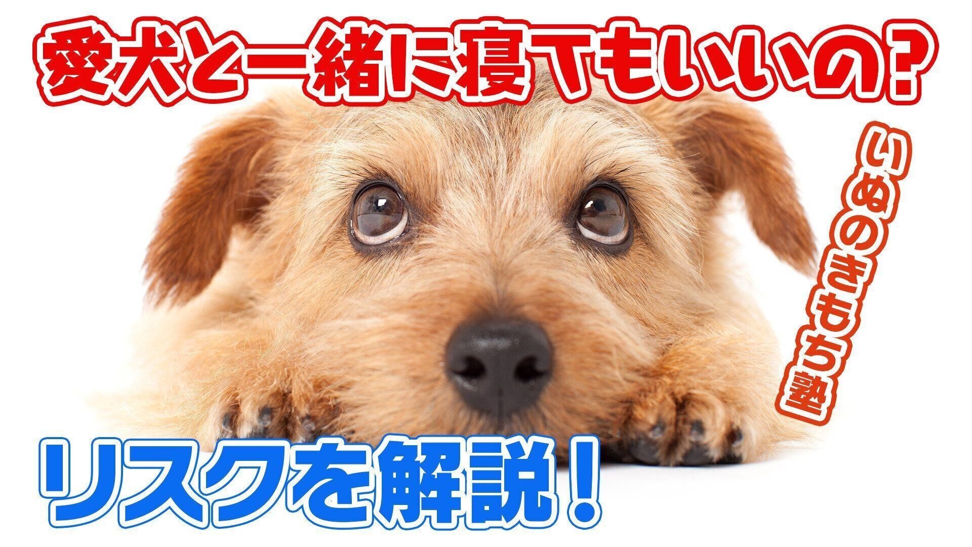 犬と一緒に寝てもいいの 犬の睡眠対策